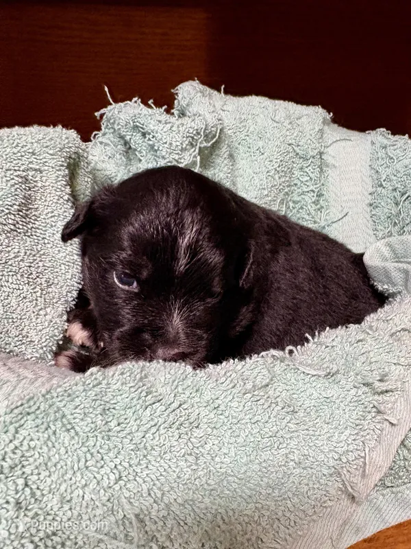 Bowie – Miniature Australian Shepherd puppy for sale in Mount Hope, WI