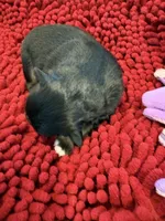 Boots, a male Miniature Australian Shepherd for sale in Mount Hope, WI – Photo 6 of 10