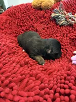 Boots, a male Miniature Australian Shepherd for sale in Mount Hope, WI – Photo 4 of 10