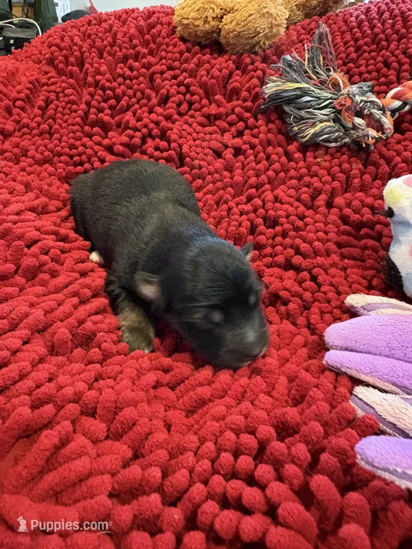 Boots – Miniature Australian Shepherd puppy for sale in Mount Hope, WI