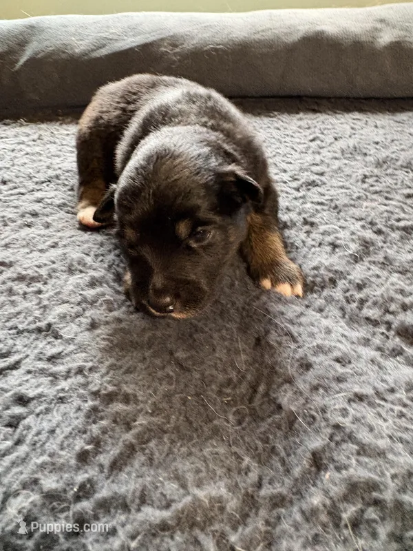 Boots – Miniature Australian Shepherd puppy for sale in Mount Hope, WI