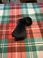 Boots, a male Miniature Australian Shepherd for sale in Mount Hope, WI – Photo 10 of 10