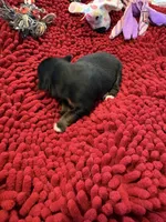 Boots, a male Miniature Australian Shepherd for sale in Mount Hope, WI – Photo 2 of 10