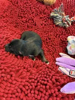 Boots, a male Miniature Australian Shepherd for sale in Mount Hope, WI – Photo 7 of 10