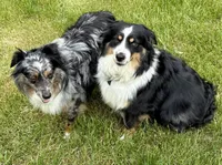 Boots, a male Miniature Australian Shepherd for sale in Mount Hope, WI – Photo 9 of 10