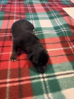 Boots, a male Miniature Australian Shepherd for sale in Mount Hope, WI – Photo 8 of 10