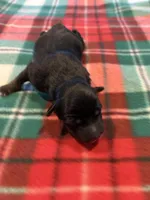 Boots, a male Miniature Australian Shepherd for sale in Mount Hope, WI – Photo 5 of 10