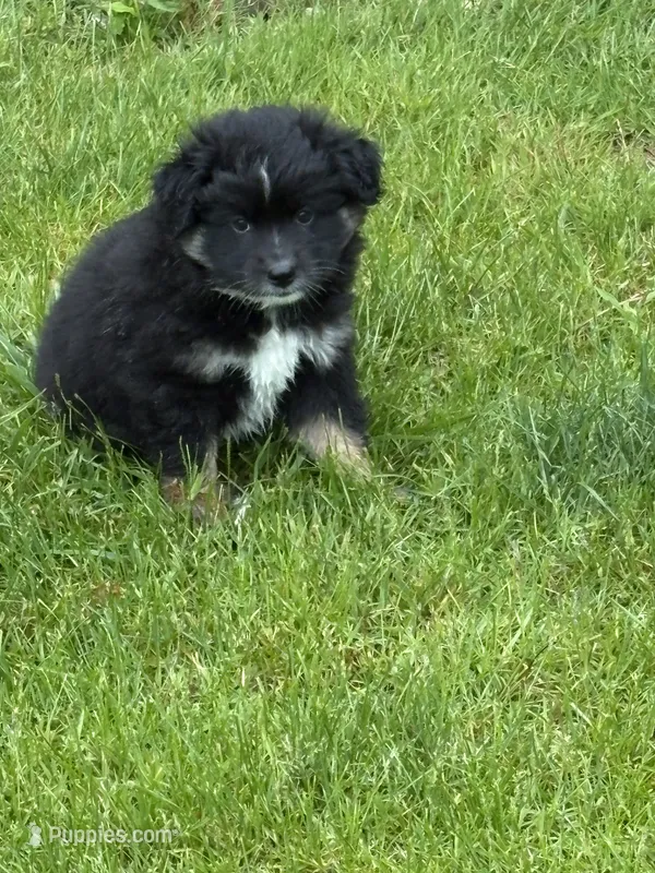 Bowie – Miniature Australian Shepherd puppy for sale in Mount Hope, WI