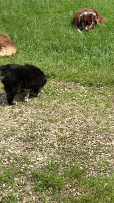 Bowie, a male Miniature Australian Shepherd for sale in Mount Hope, WI – 8 of 10
