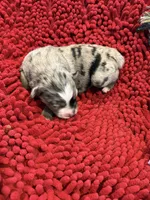 Gloria, a female Miniature Australian Shepherd for sale in Mount Hope, WI – Photo 1 of 10