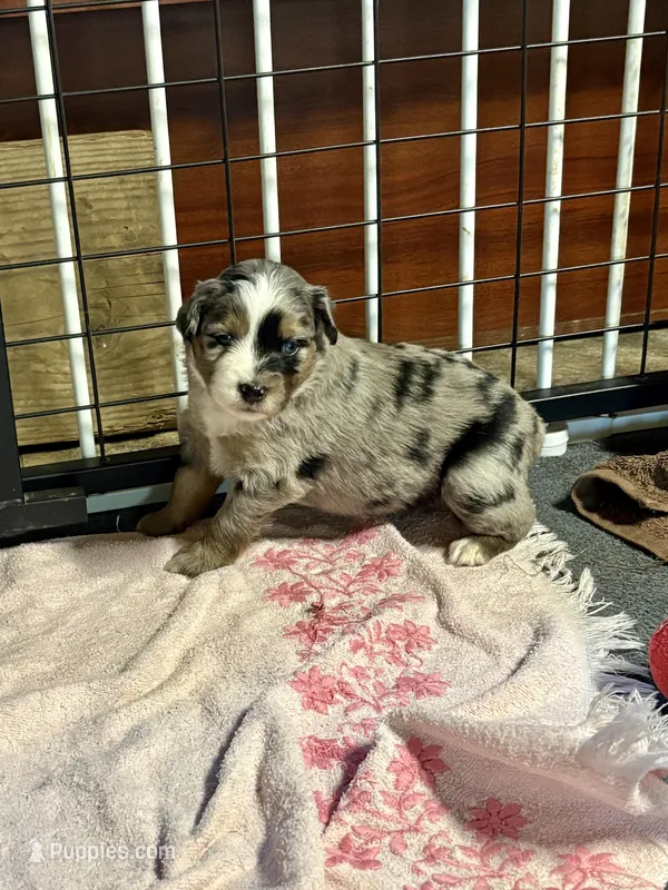 Gloria – Miniature Australian Shepherd puppy for sale in Mount Hope, WI