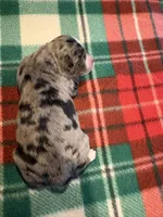 Gloria, a female Miniature Australian Shepherd for sale in Mount Hope, WI – Photo 6 of 10