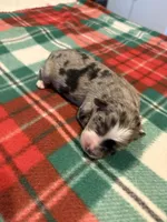 Gloria, a female Miniature Australian Shepherd for sale in Mount Hope, WI – Photo 8 of 10
