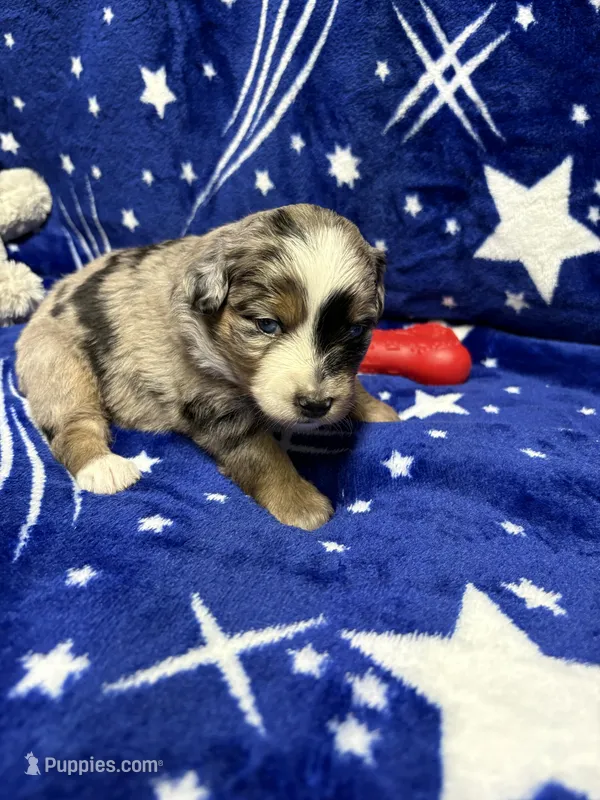 Gloria – Miniature Australian Shepherd puppy for sale in Mount Hope, WI