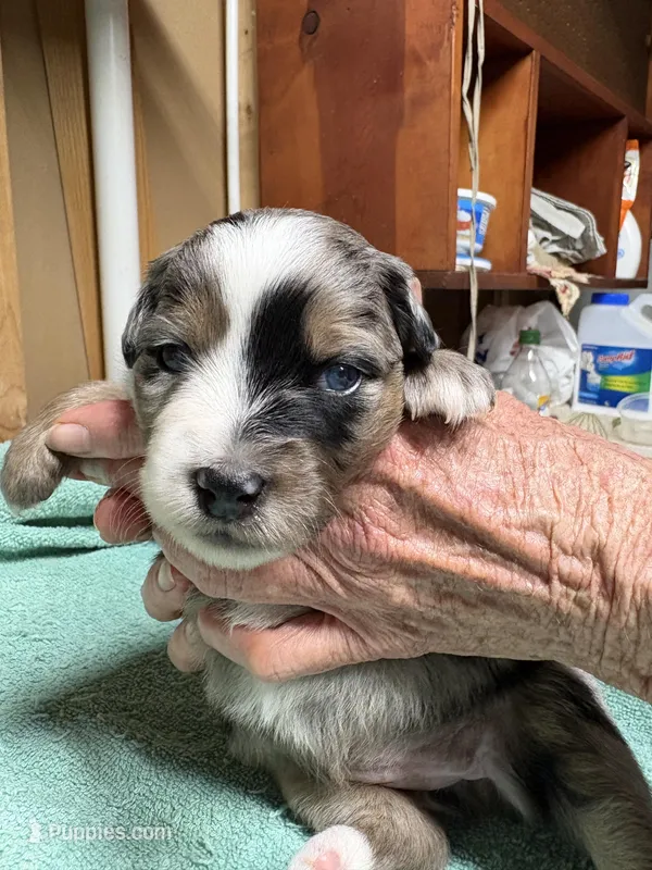 Gloria – Miniature Australian Shepherd puppy for sale in Mount Hope, WI