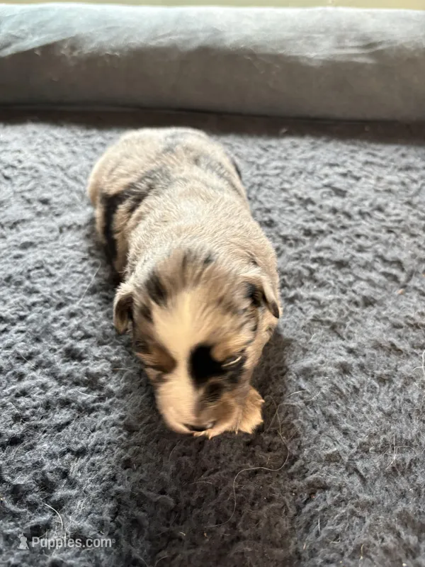 Gloria – Miniature Australian Shepherd puppy for sale in Mount Hope, WI