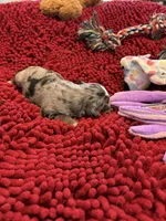 Gloria, a female Miniature Australian Shepherd for sale in Mount Hope, WI – Photo 7 of 10