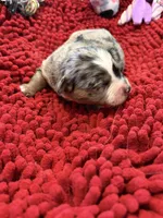 Gloria, a female Miniature Australian Shepherd for sale in Mount Hope, WI – Photo 2 of 10
