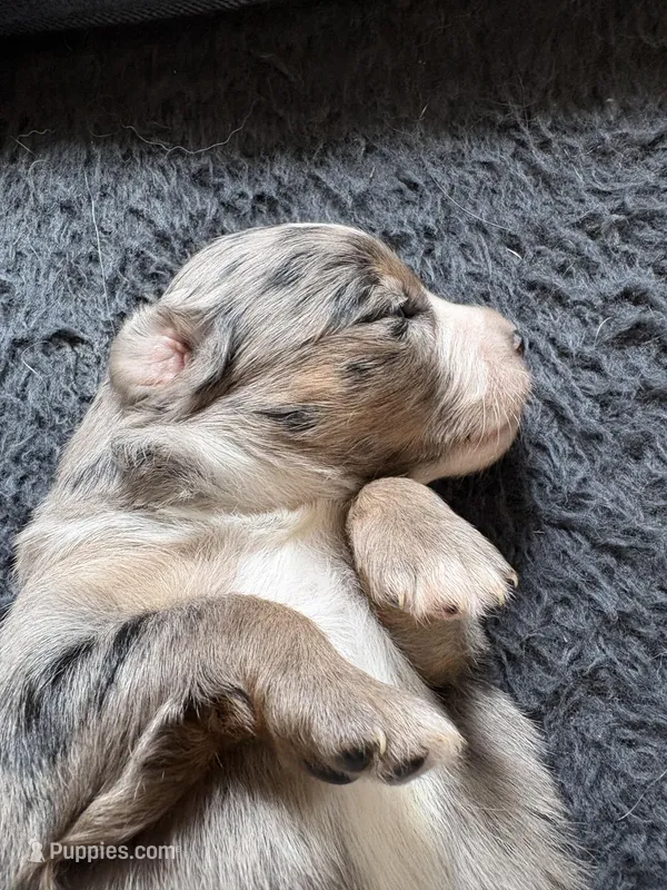 Gloria – Miniature Australian Shepherd puppy for sale in Mount Hope, WI