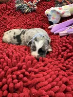 Gloria, a female Miniature Australian Shepherd for sale in Mount Hope, WI – Photo 9 of 10