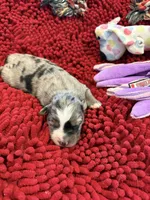 Gloria, a female Miniature Australian Shepherd for sale in Mount Hope, WI – Photo 3 of 10