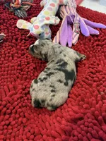 Gloria, a female Miniature Australian Shepherd for sale in Mount Hope, WI – Photo 5 of 10