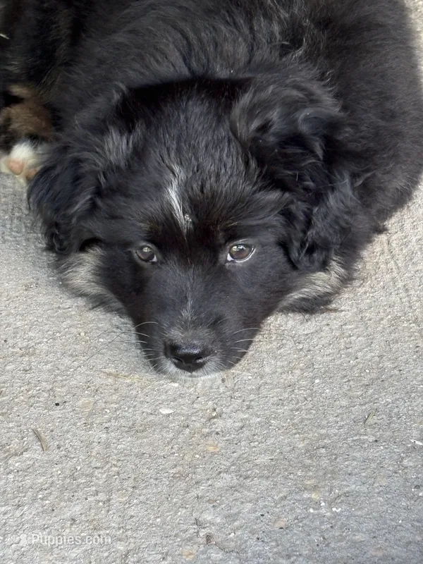 Bowie – Miniature Australian Shepherd puppy for sale in Mount Hope, WI