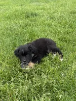 Bowie, a male Miniature Australian Shepherd for sale in Mount Hope, WI – 3 of 10