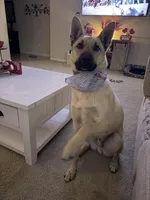 Maverick, a male Belgian Malinois and German Shepherd Dog for sale in Merced, CA – Photo 3 of 7