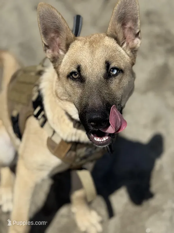 Maverick – Belgian Malinois, German Shepherd Dog puppy for sale in Merced, CA