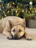 Maverick, a male Belgian Malinois and German Shepherd Dog for sale in Merced, CA – Photo 5 of 7