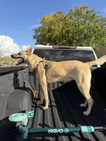 Maverick, a male Belgian Malinois and German Shepherd Dog for sale in Merced, CA – Photo 7 of 7
