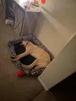 Maverick, a male Belgian Malinois and German Shepherd Dog for sale in Merced, CA – Photo 4 of 7