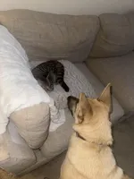 Maverick, a male Belgian Malinois and German Shepherd Dog for sale in Merced, CA – Photo 6 of 7