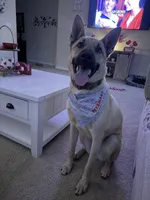 Maverick, a male Belgian Malinois and German Shepherd Dog for sale in Merced, CA – Photo 2 of 7