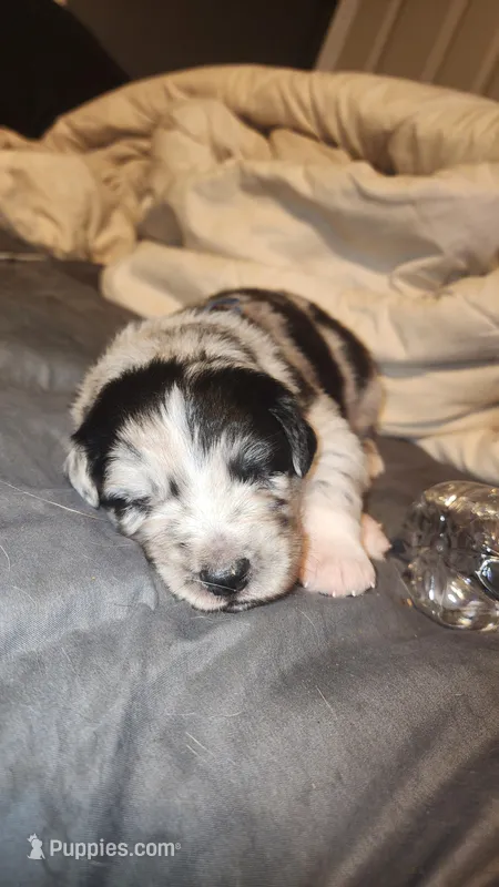 Gusty "Gus" – Australian Shepherd puppy for sale in Chattanooga, TN