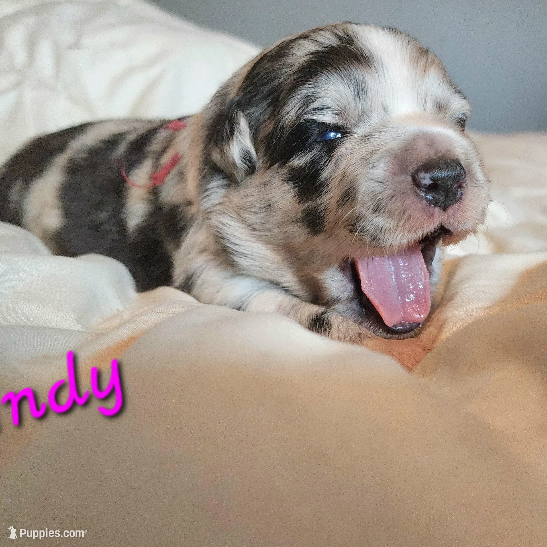 Windy – Australian Shepherd puppy for sale in Chattanooga, TN