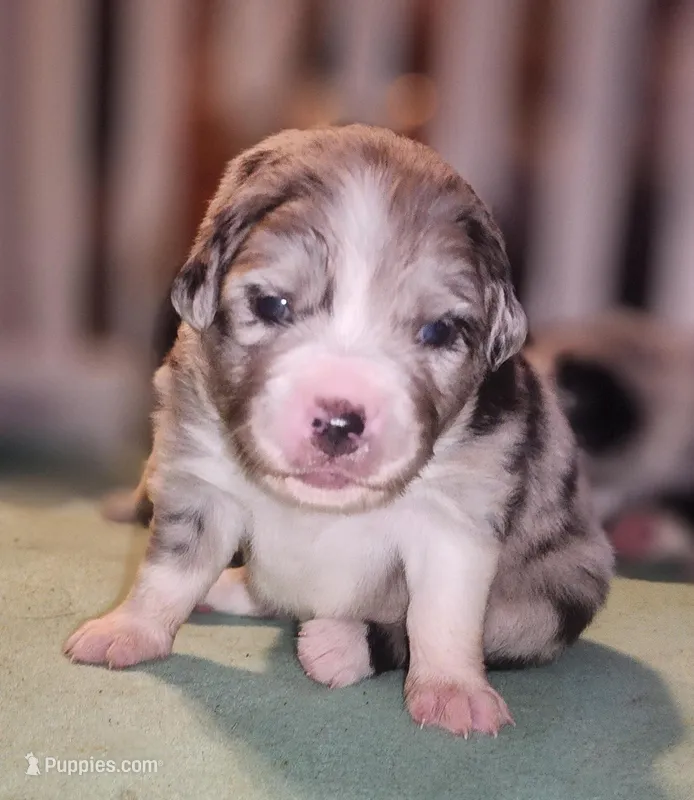 Stormi – Australian Shepherd puppy for sale in Chattanooga, TN