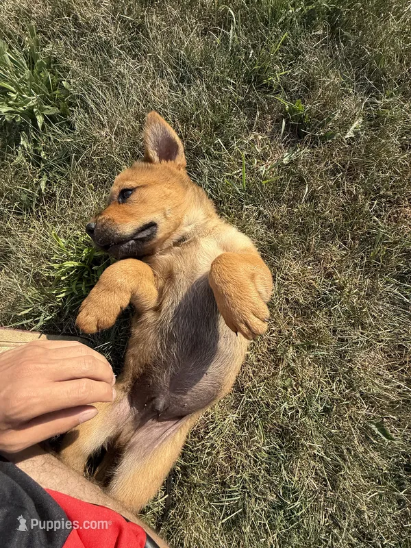 None – Chow Chow, Rottweiler puppy for sale in Bad Axe, MI