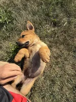 None, a male Chow Chow and Rottweiler for sale in Bad Axe, MI – 1 of 4