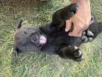 None, a female Chow Chow and Rottweiler for sale in Bad Axe, MI – 3 of 3