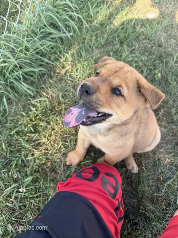 None – Chow Chow, Rottweiler puppy for sale in Bad Axe, MI
