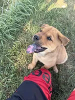None, a female Chow Chow and Rottweiler for sale in Bad Axe, MI – 1 of 3