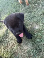 None, a male Chow Chow and Rottweiler for sale in Bad Axe, MI – 4 of 4
