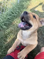 None, a female Chow Chow and Rottweiler for sale in Bad Axe, MI – 2 of 3