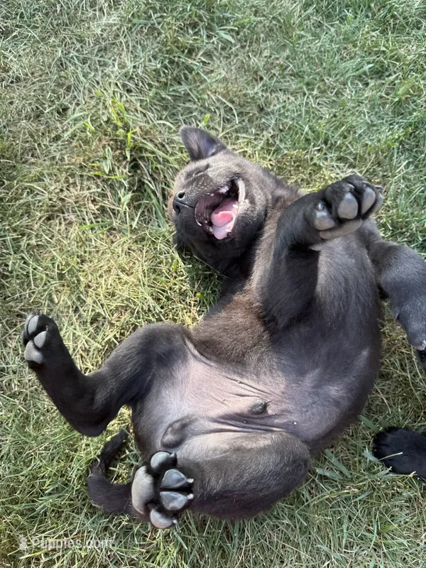 None – Chow Chow, Rottweiler puppy for sale in Bad Axe, MI