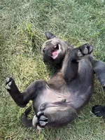 None, a male Chow Chow and Rottweiler for sale in Bad Axe, MI – 1 of 4