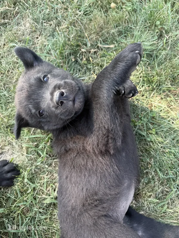 None – Chow Chow, Rottweiler puppy for sale in Bad Axe, MI