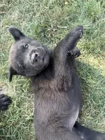 None, a female Chow Chow and Rottweiler for sale in Bad Axe, MI – 1 of 3