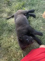 None, a male Chow Chow and Rottweiler for sale in Bad Axe, MI – 2 of 4